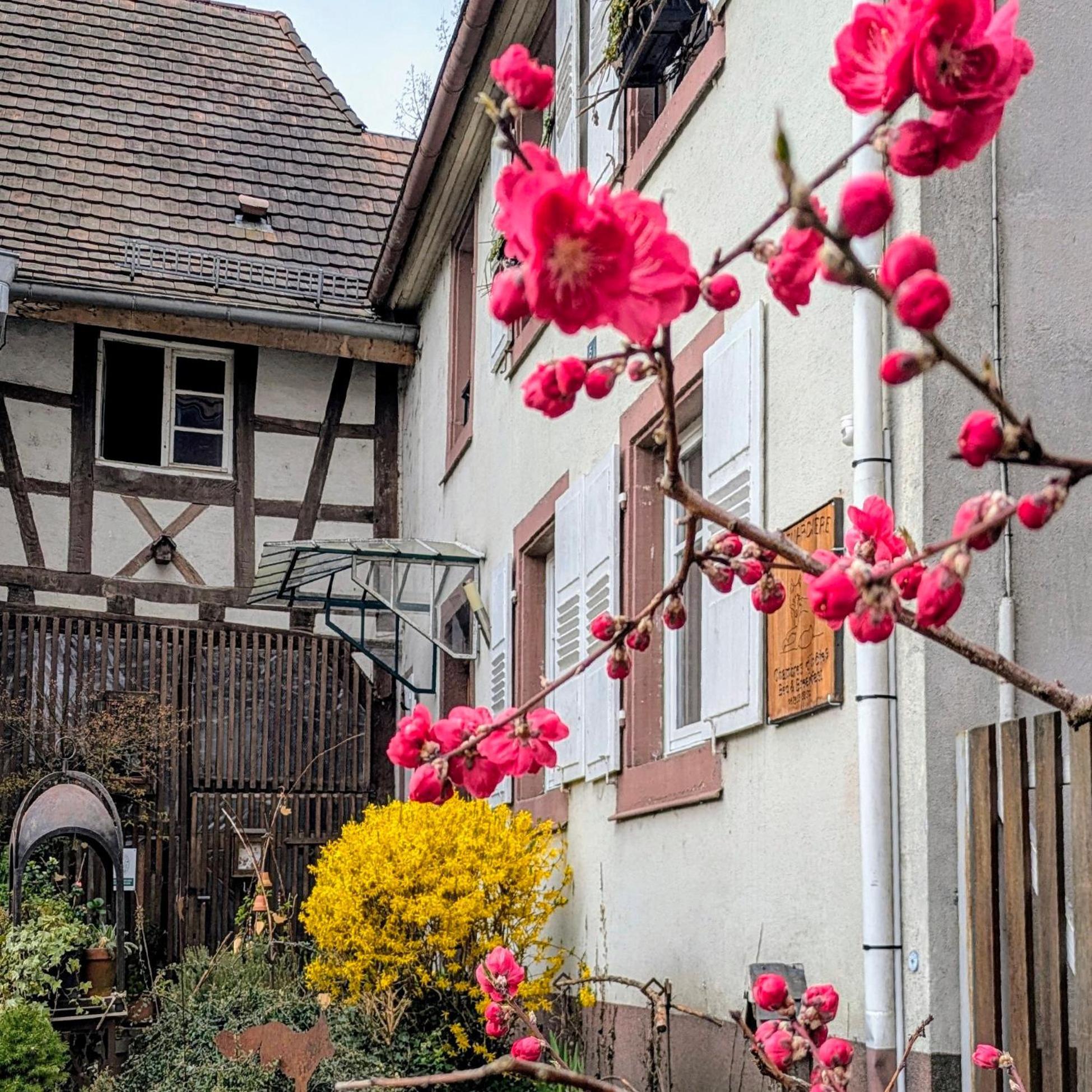 La Renardiere Reichshoffen Buitenkant foto